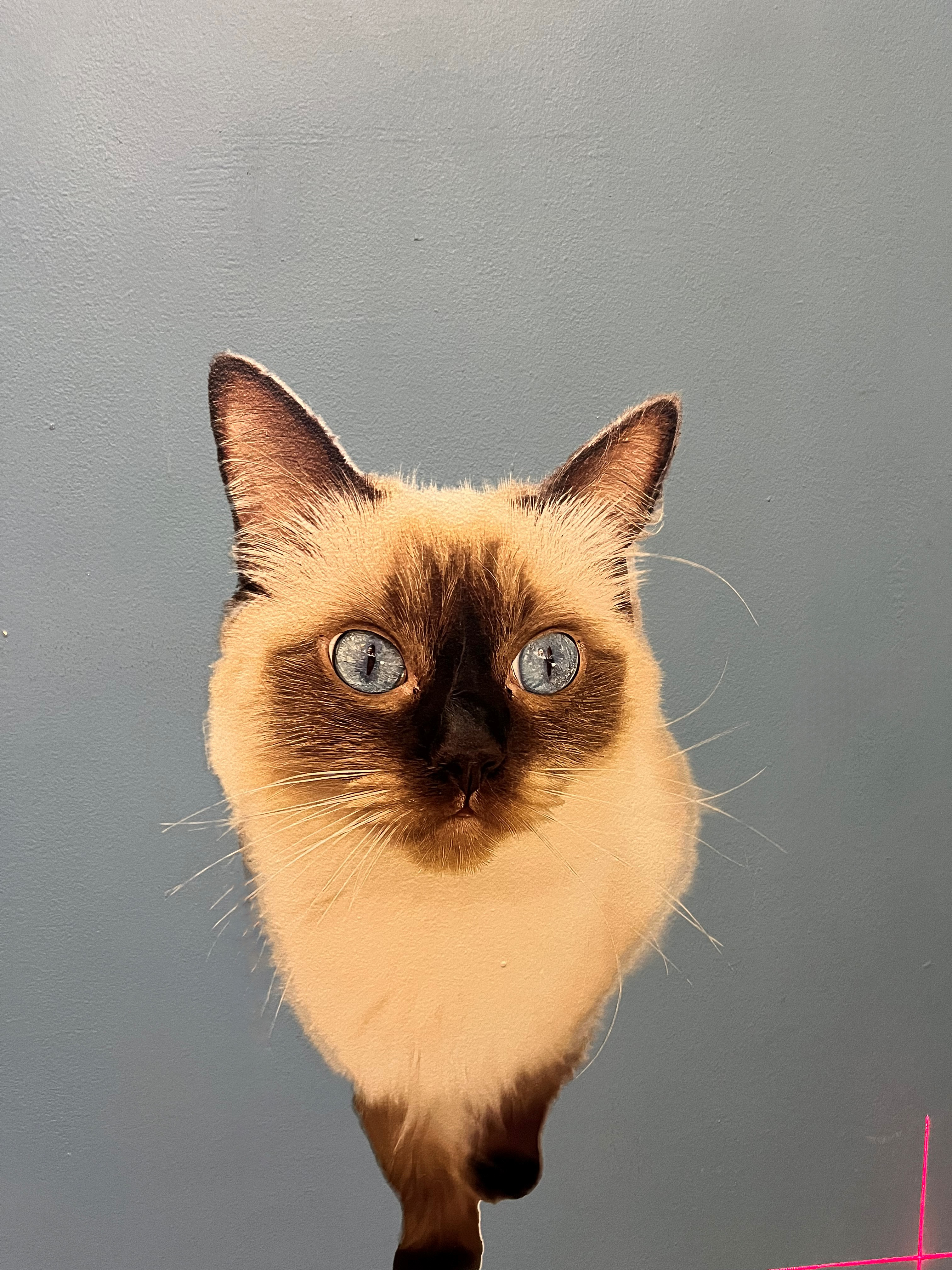 Custom Pet Portrait Wall Print